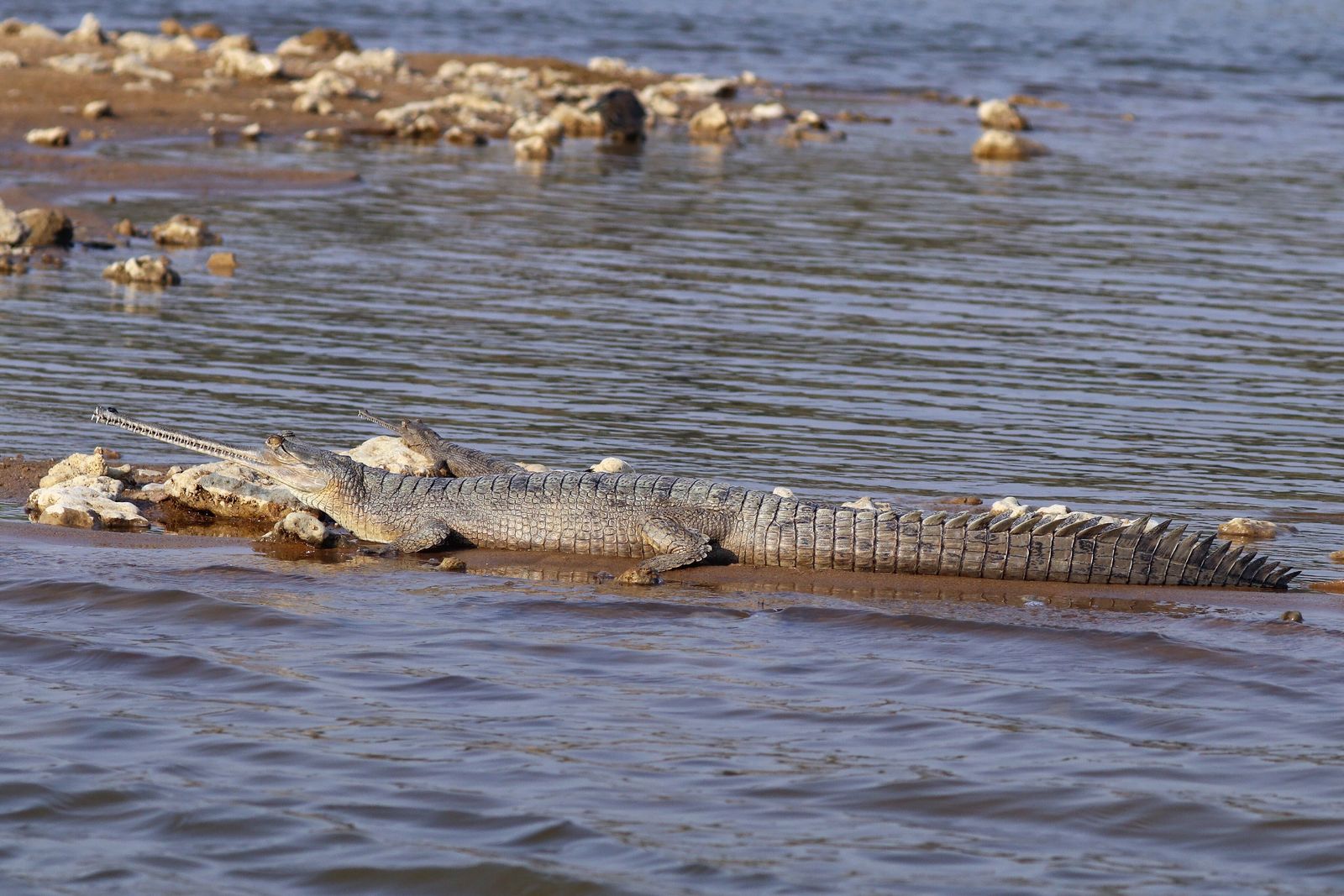 A gharial with its long narrow snout resting on a sandbank of the Chambal river