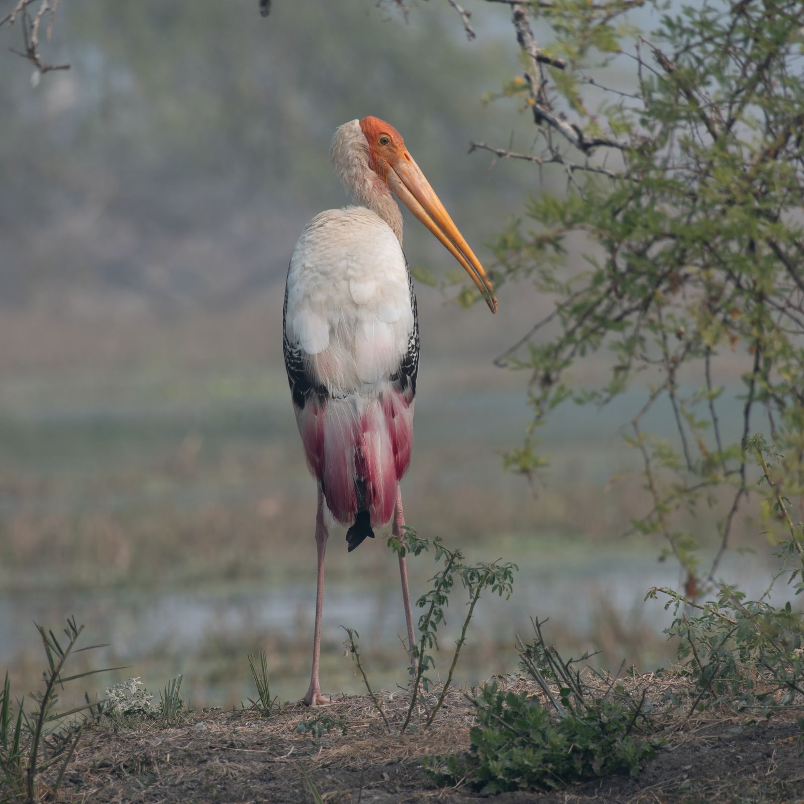Water birds gathered on the shallow marshes of Keoladeo National Park at Bharatpur