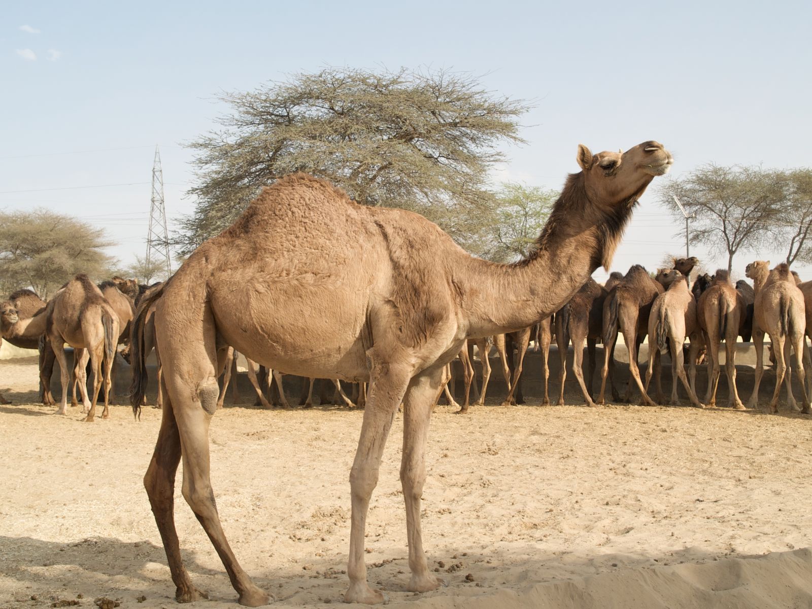 Herds of camels at the National Research Centre on Camel on the edge of Bikaner