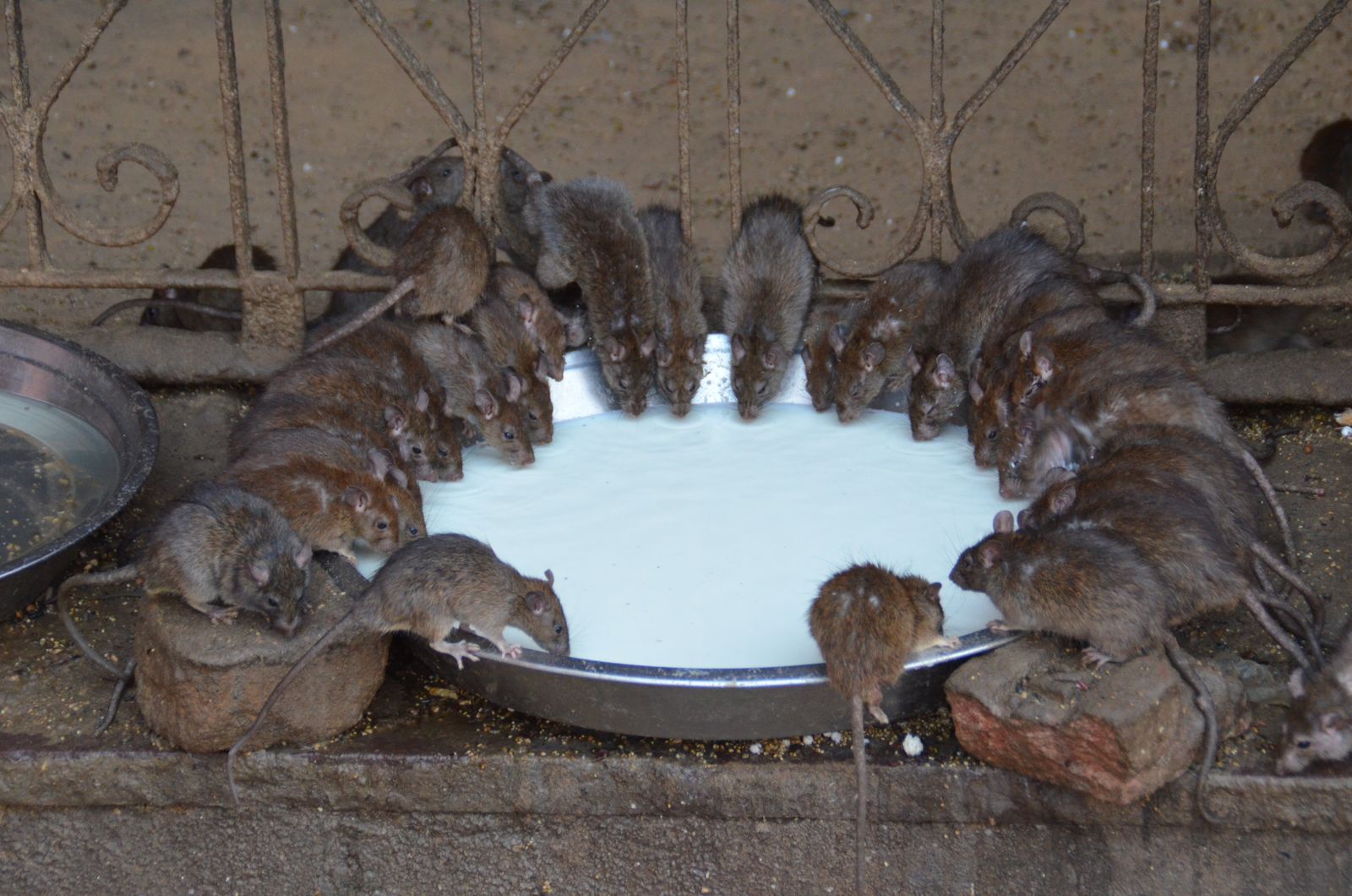Rats, called kabas, gathered around bowls of milk on the marble floor of the Karni Mata temple at Deshnoke