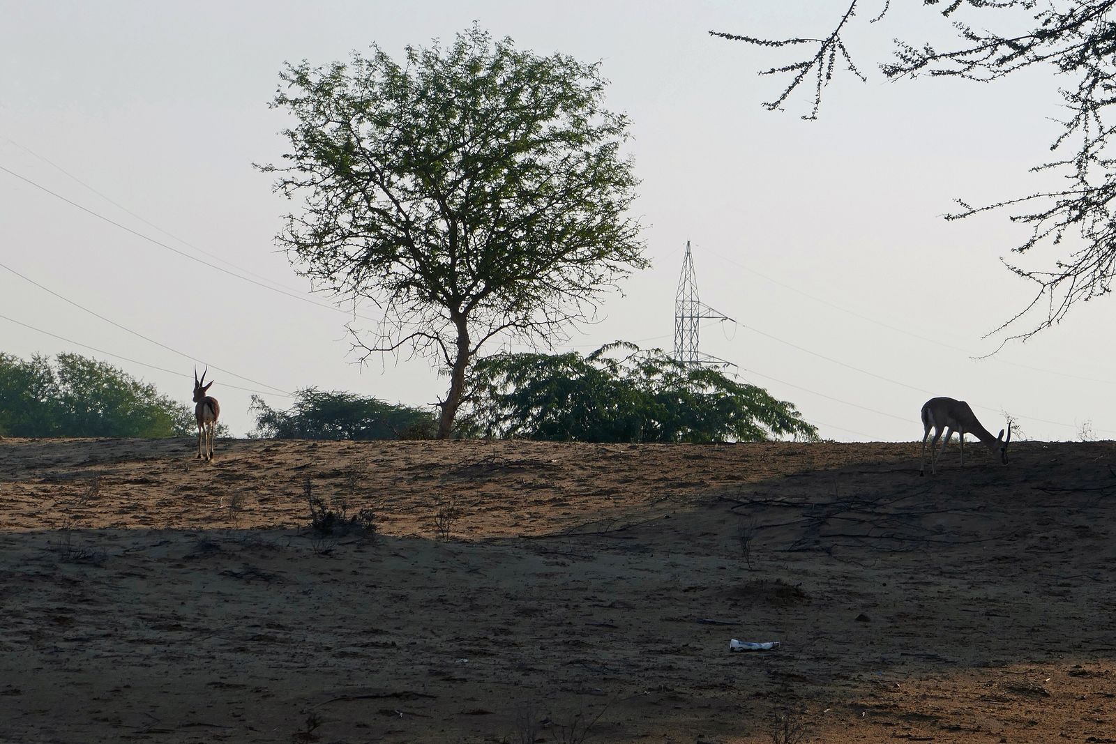 Chinkara gazelles in the open country of the Thar desert