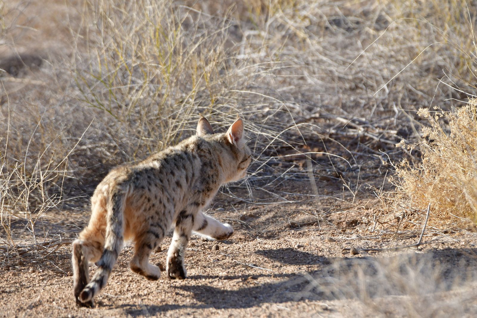A desert cat standing in the scrub of the Desert National Park