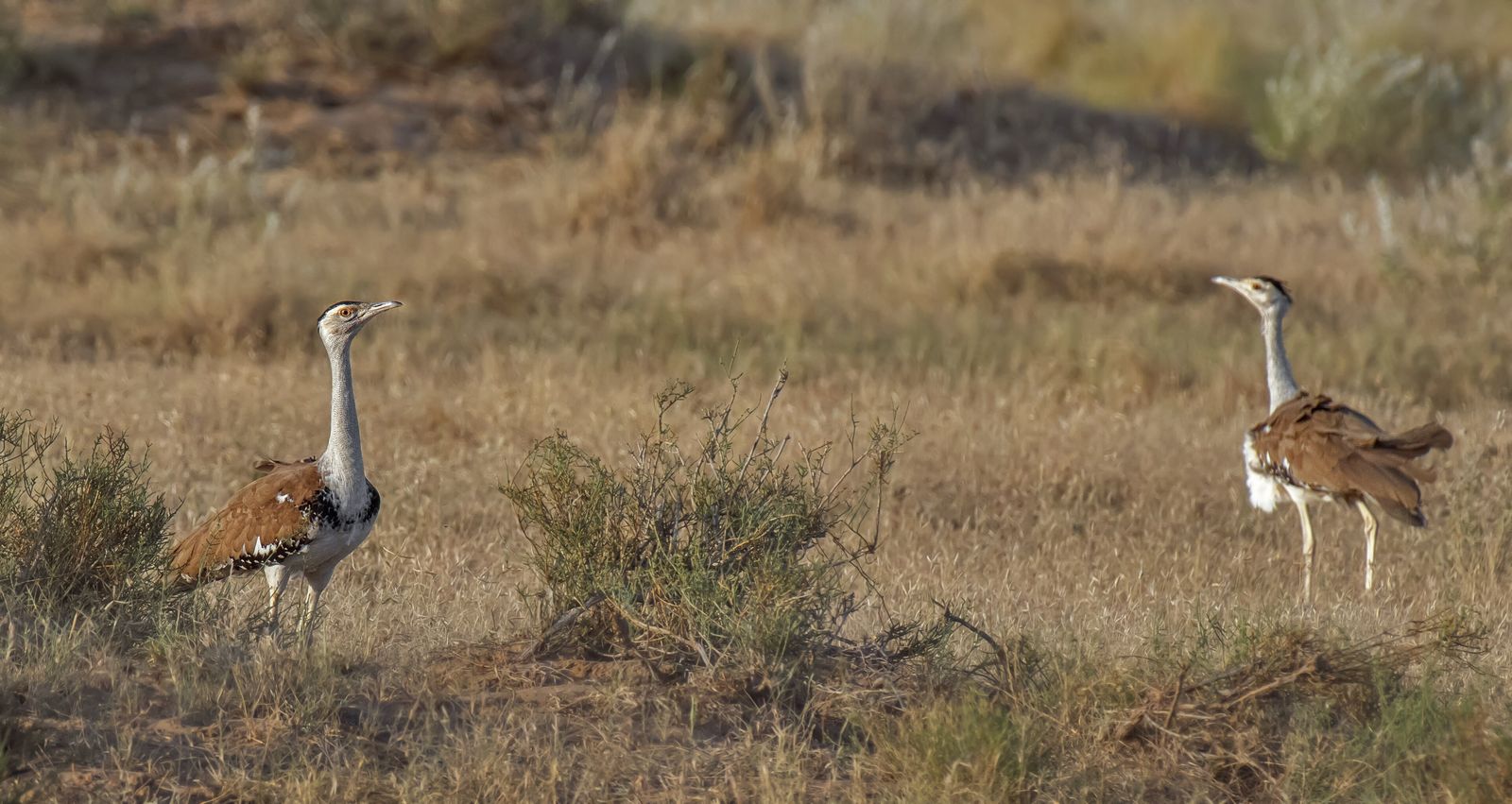 A great Indian bustard walking through dry grassland in the Desert National Park near Jaisalmer