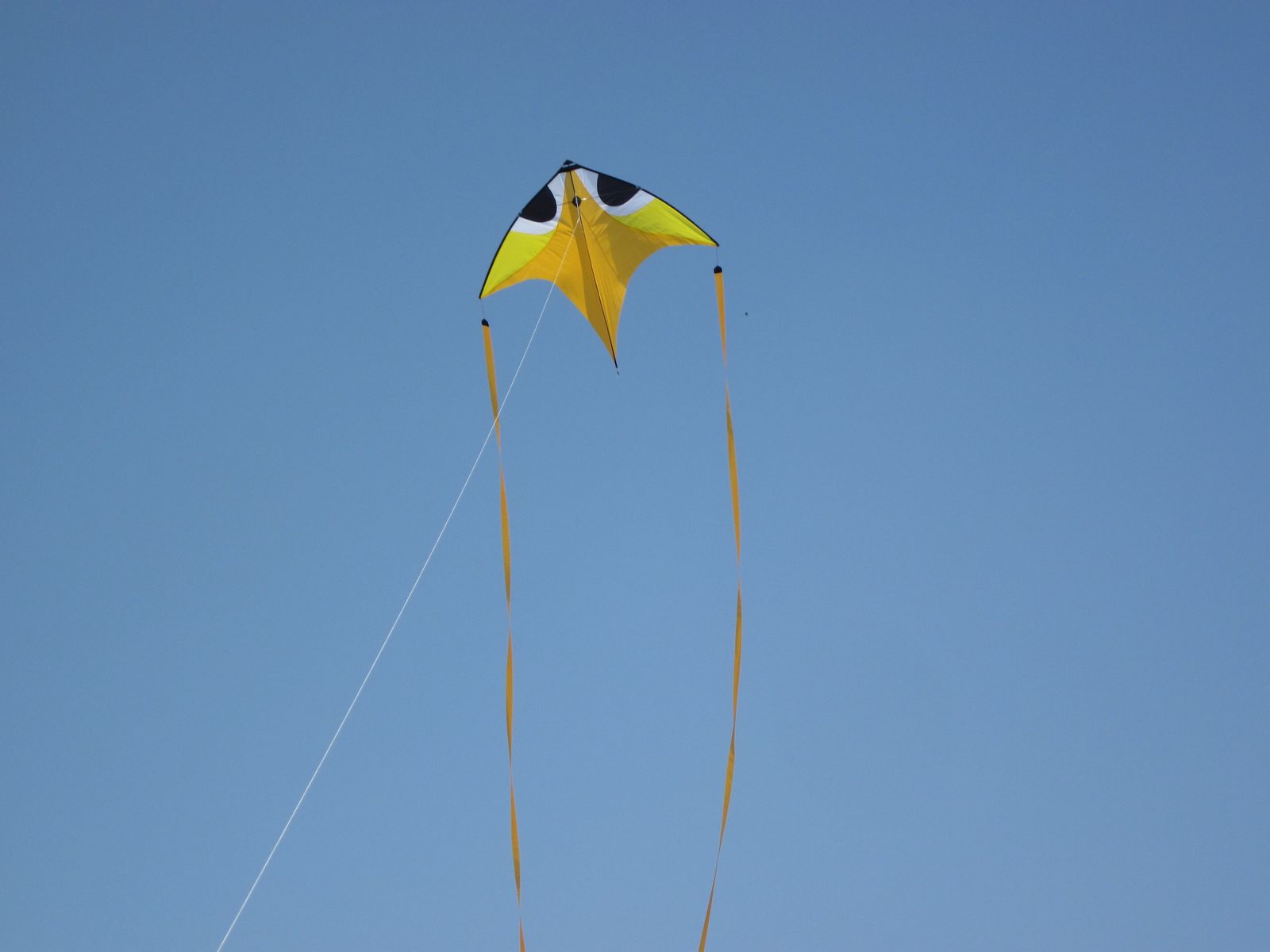 Kites filling the sky over the rooftops of Jaipur on Makar Sankranti