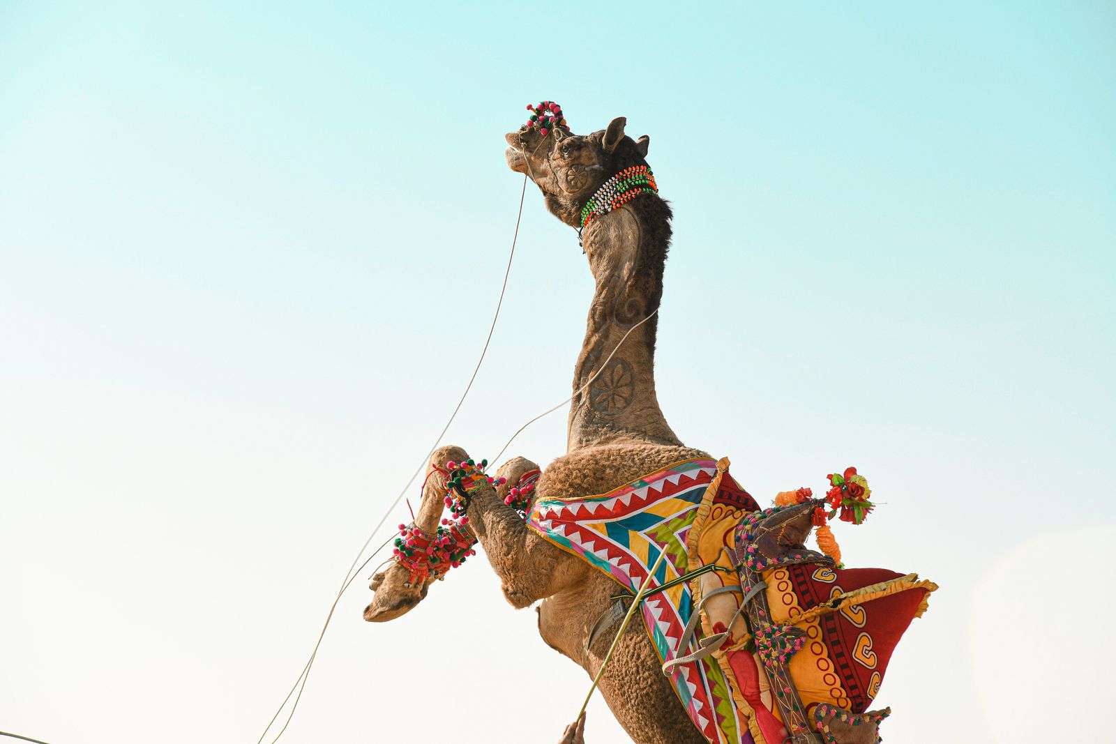 Performers and camels at the Jaisalmer Desert Festival on the sands near the town