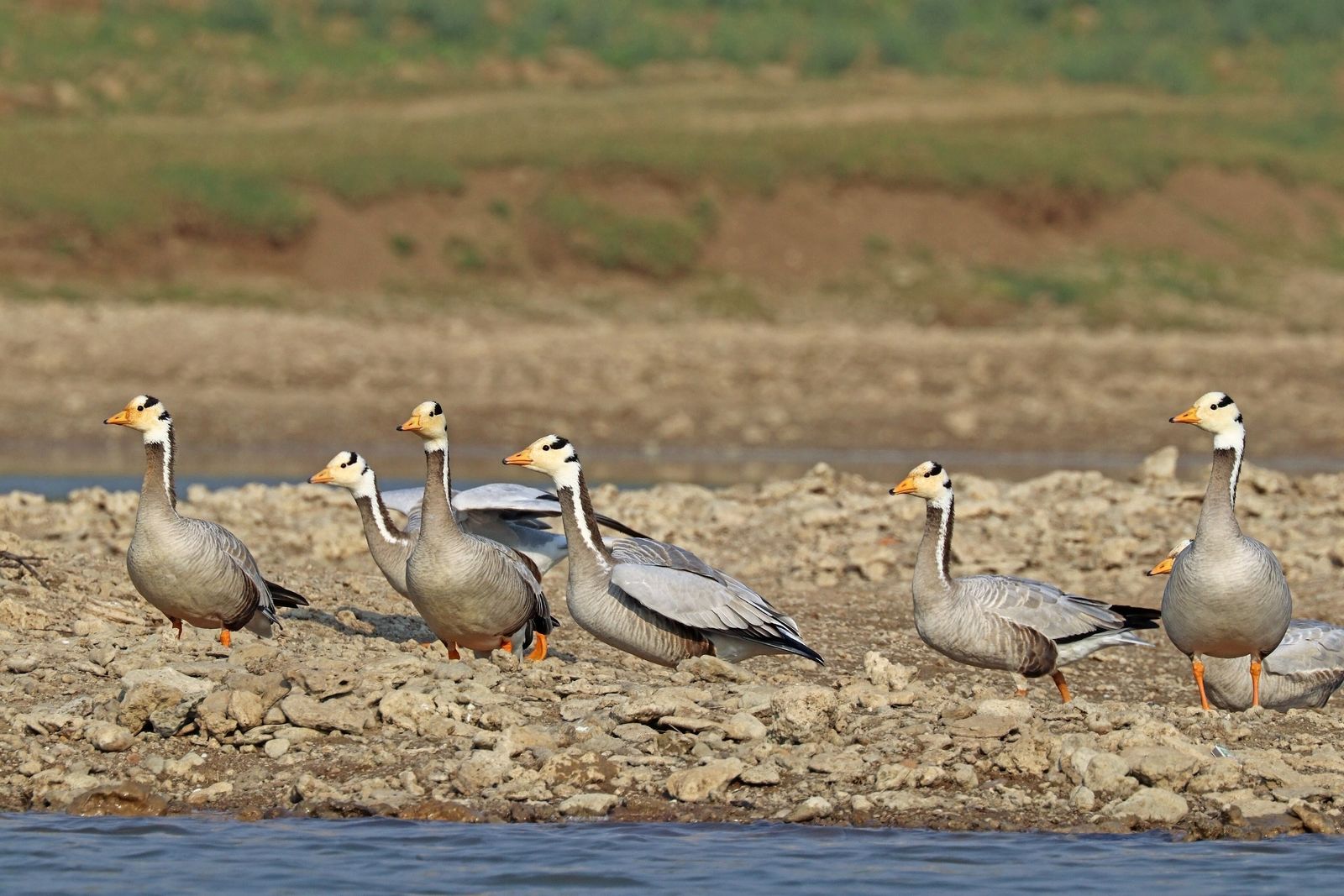 A flock of bar-headed geese beside a river in northern India