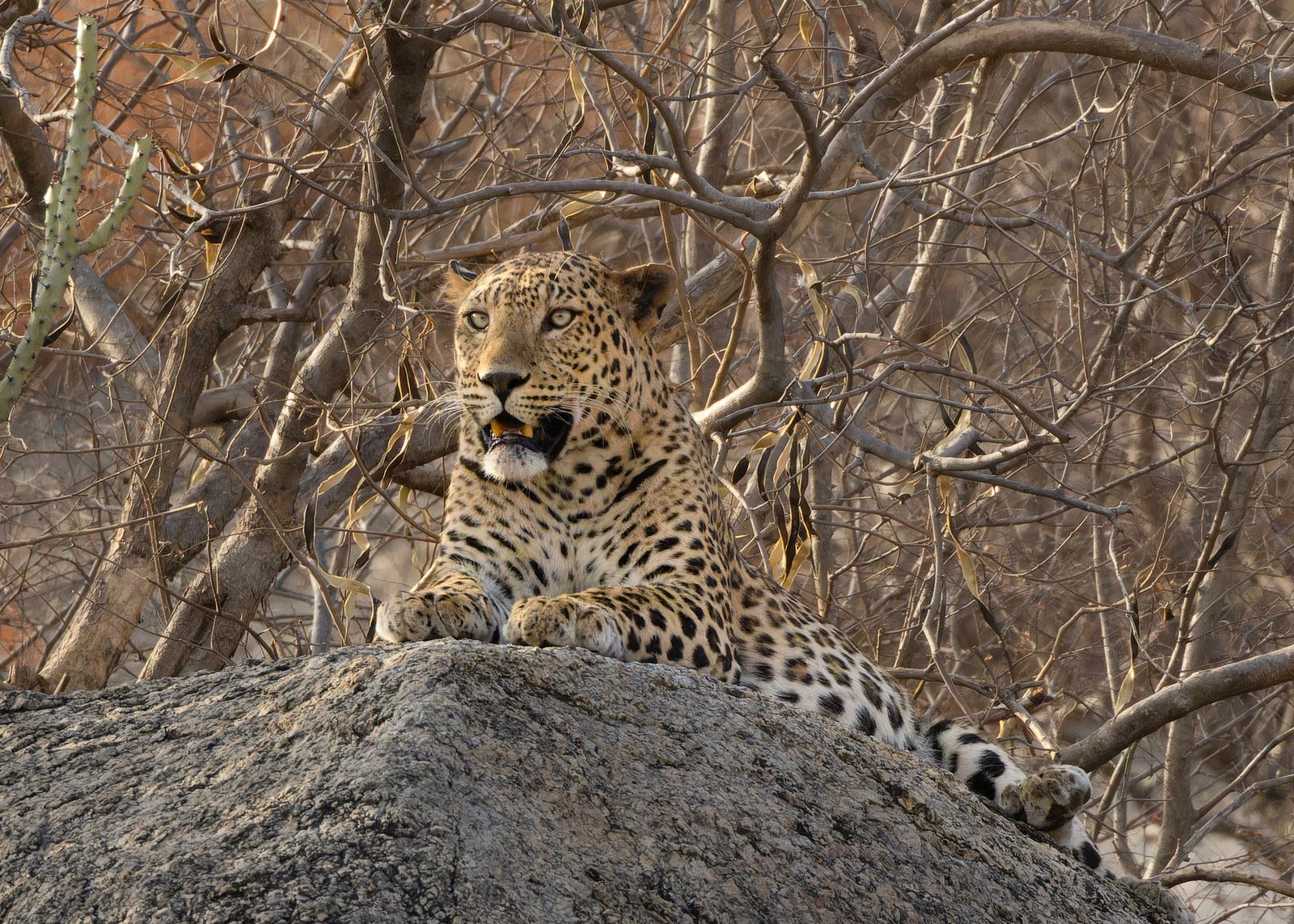 A leopard looking out from the mouth of a cave in a granite outcrop near Jawai, Rajasthan