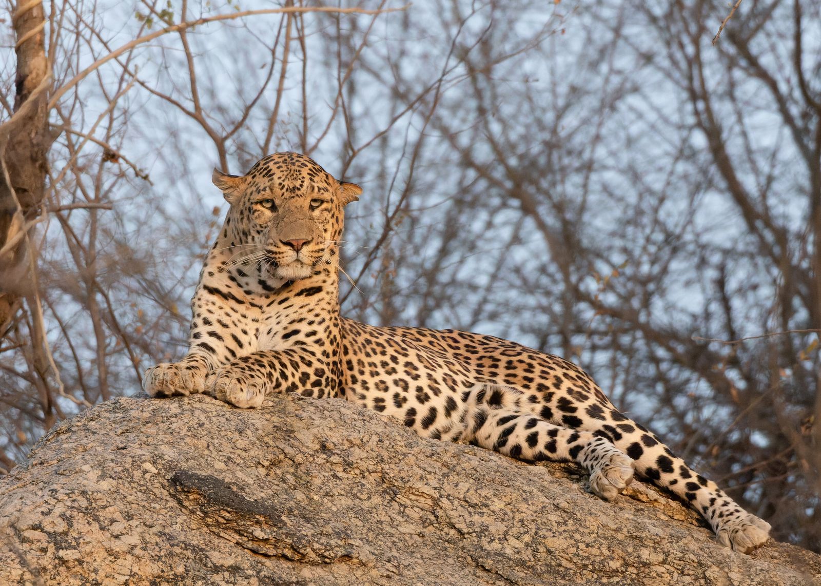 A leopard resting on a granite boulder in Jawai