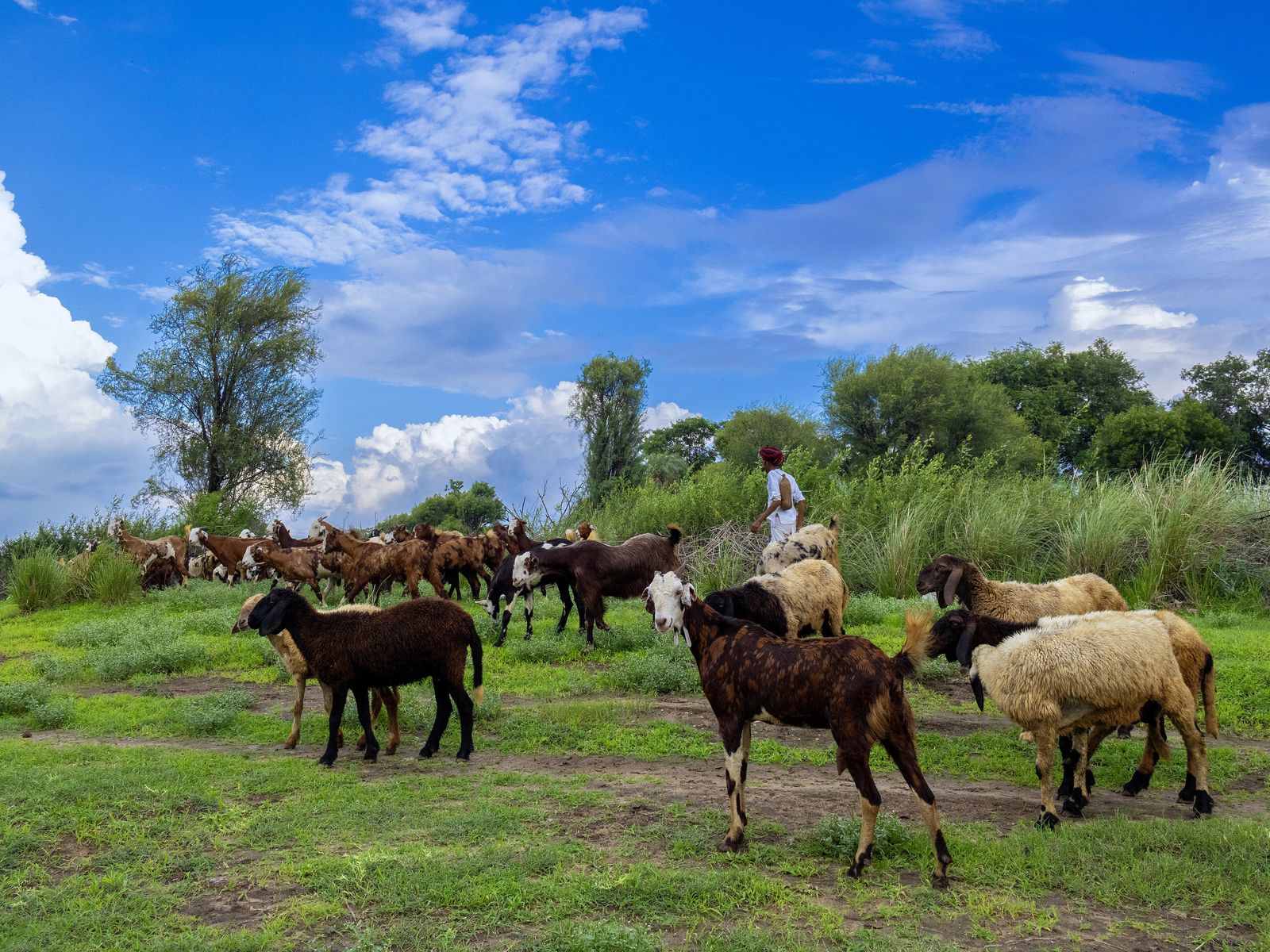 A Rabari shepherd in a white dress and red turban walking with his flock of sheep and goats at Jawai