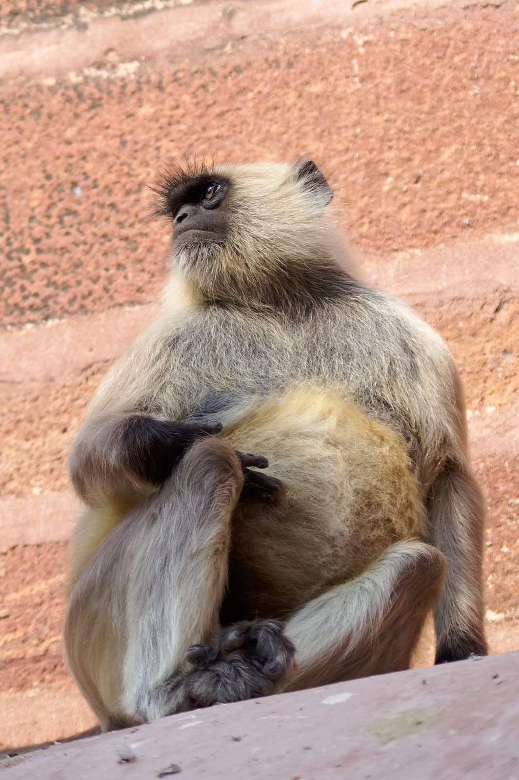 A grey Hanuman langur sitting on the red sandstone of a cenotaph in the Mandore gardens near Jodhpur