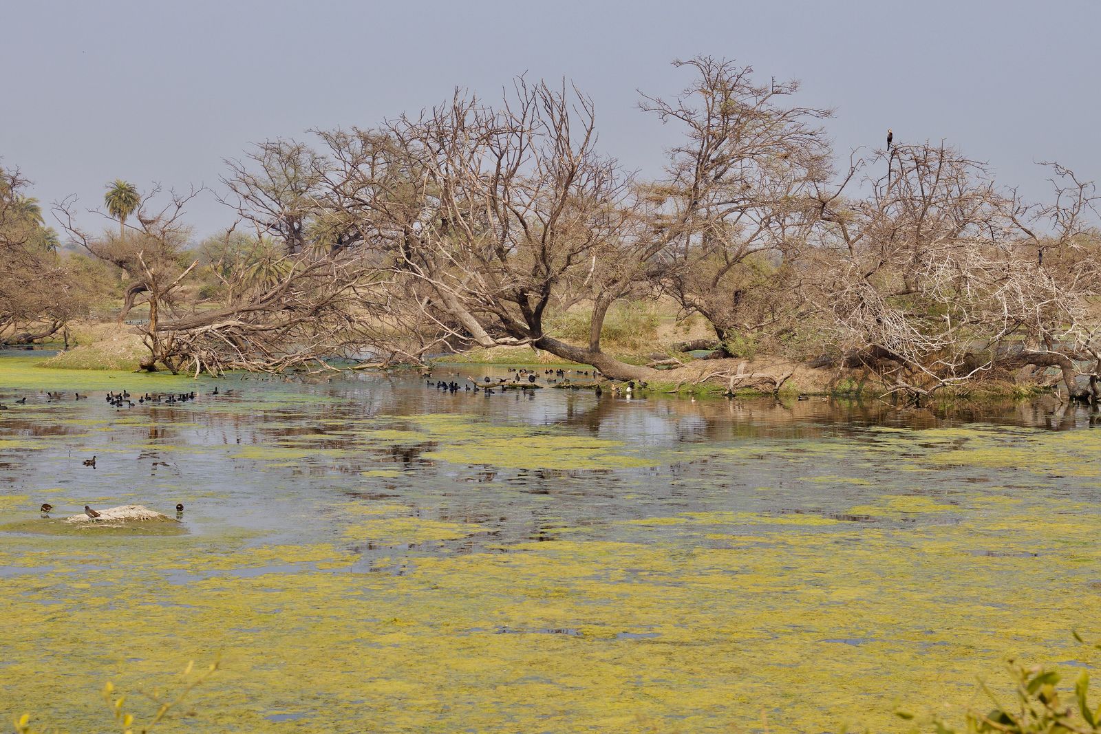 Shallow wetland pools and acacia trees at Keoladeo National Park, Bharatpur, in winter morning light