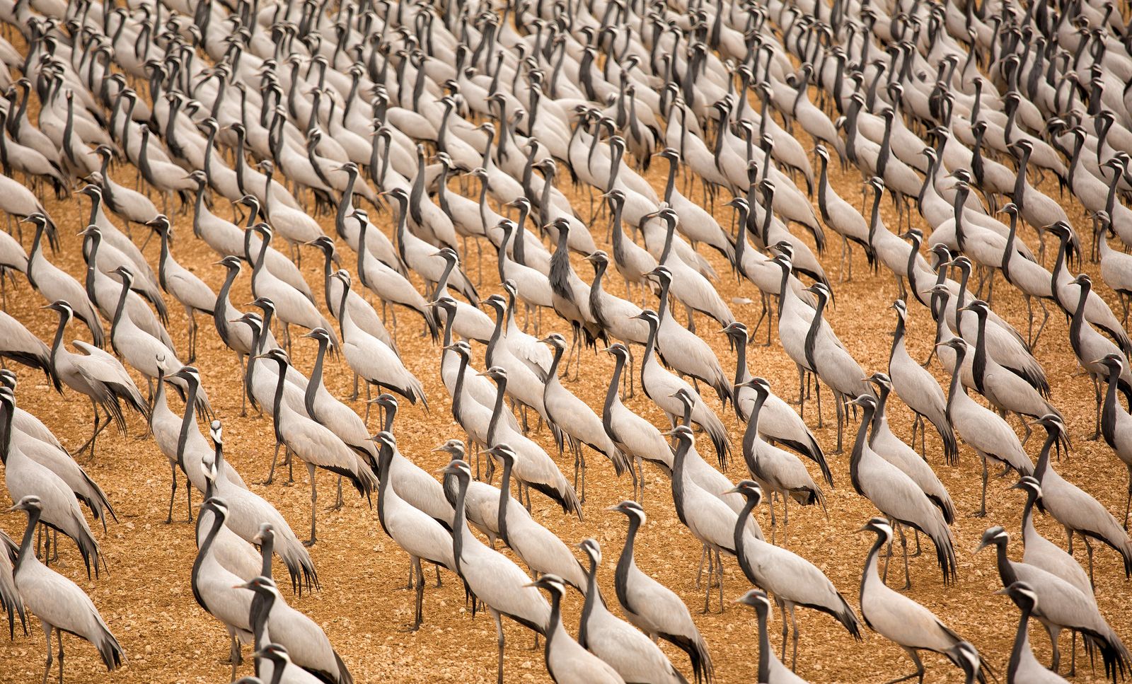 A large flock of demoiselle cranes on the feeding ground at Khichan village