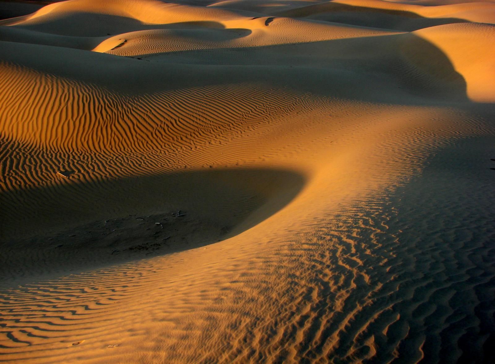 Sunset light over the dunes of the Thar desert