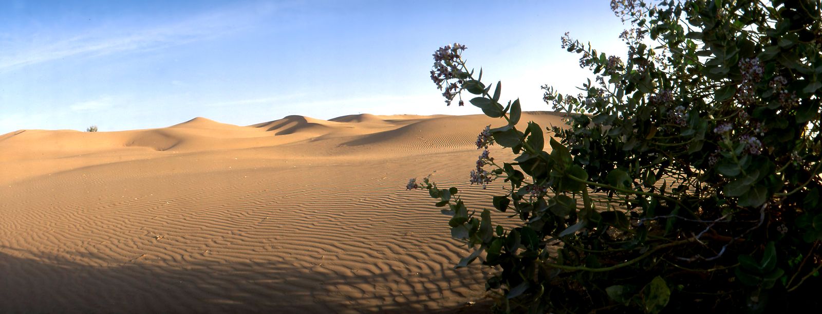 Sand dunes of the Thar desert at Khuri, south-west of Jaisalmer