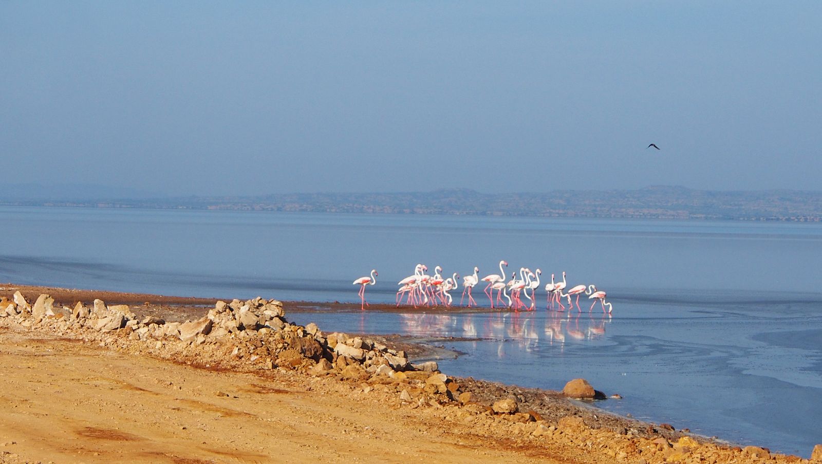 A large flock of greater flamingos wading in the shallow water of the Rann of Kutch