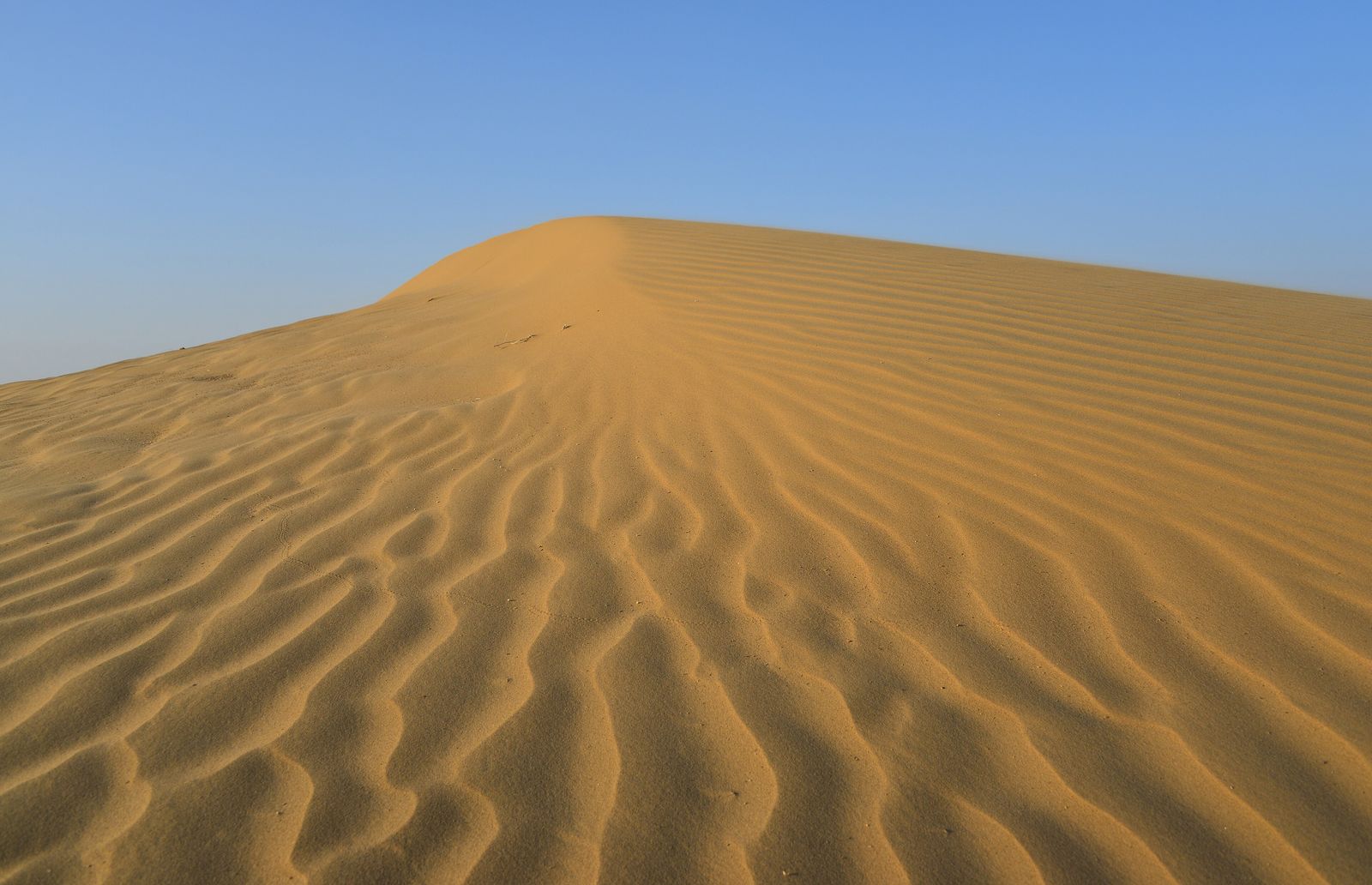 Rippled sand dunes and scattered desert shrubs in the Thar between Jodhpur and Jaisalmer at sunset