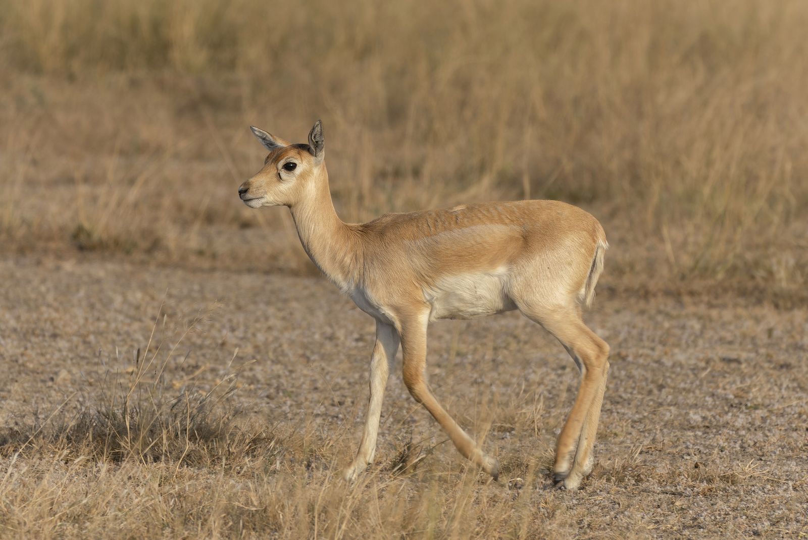 A blackbuck antelope with long spiralled horns standing in open grassland in western Rajasthan
