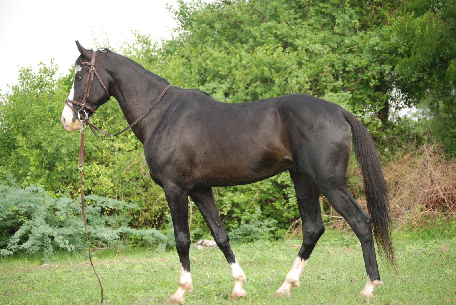 A black Marwari stallion with the breed's inward-curving ears