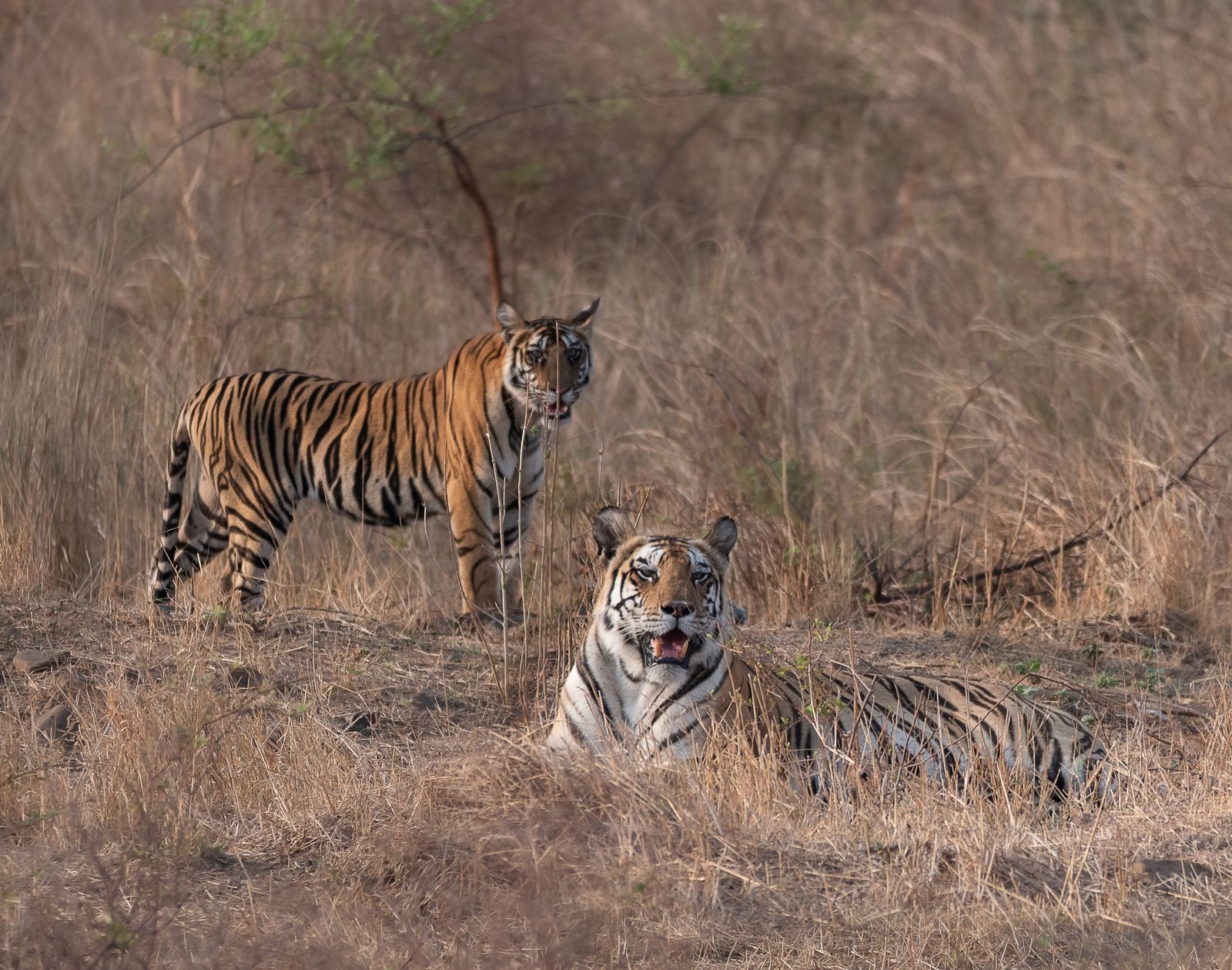A Bengal tiger walking along a forest track in Panna Tiger Reserve