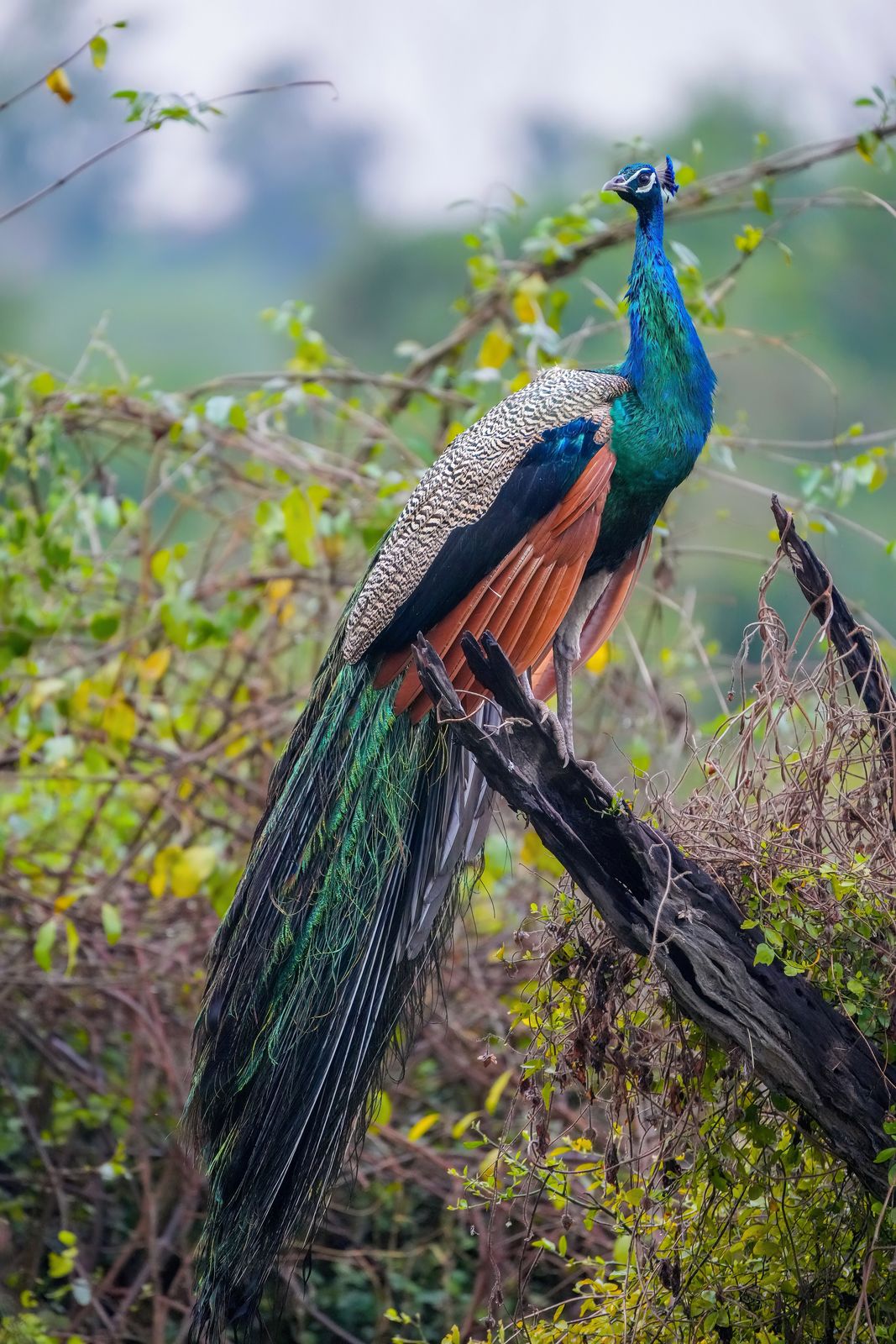 A peacock with its long tail feathers standing on an old stone wall in Rajasthan