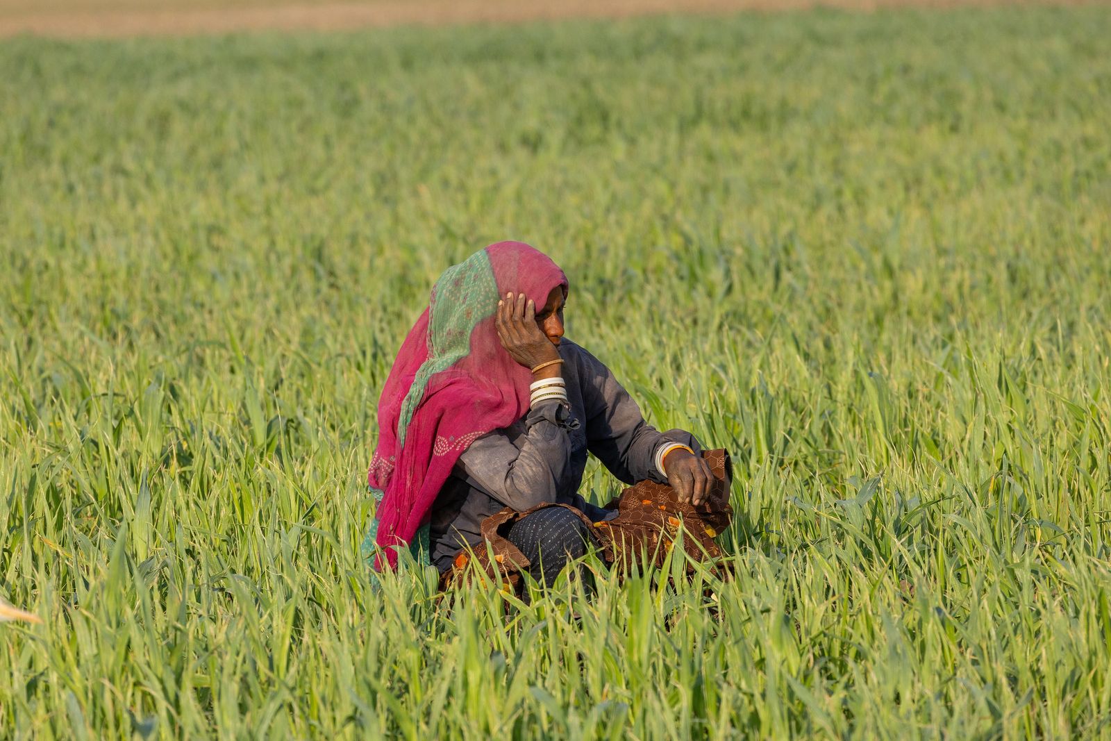 A Rajasthani woman in a bright odhni working in a green field