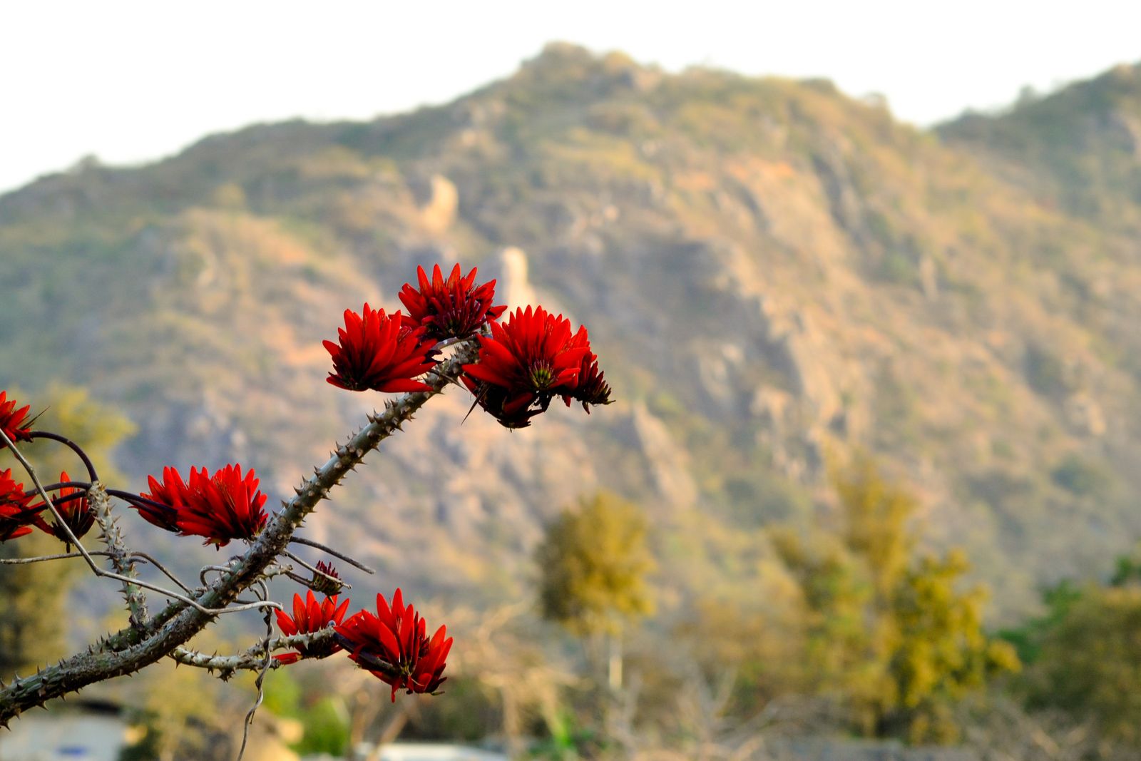 Flame-orange flowers of the palash tree, which blooms across eastern Rajasthan in late winter