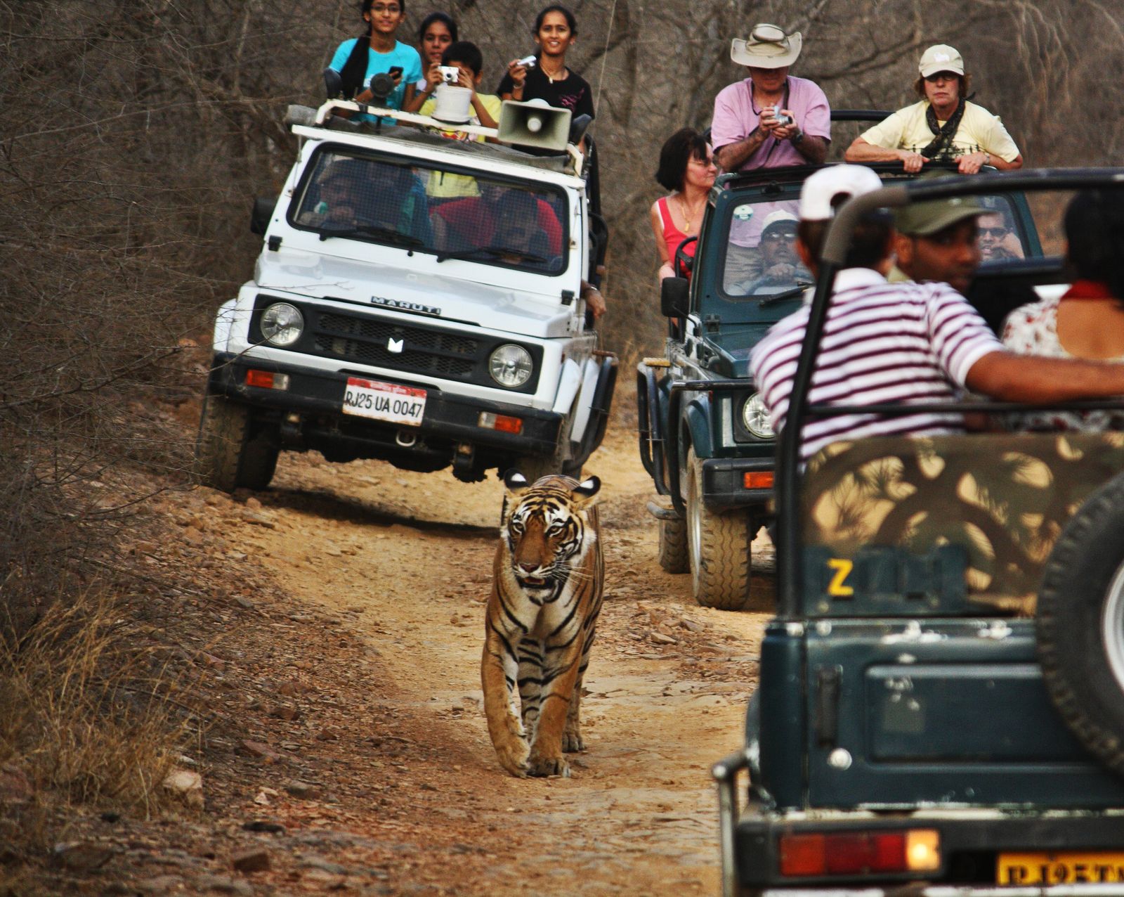 An open safari jeep on a dusty forest track in Ranthambore National Park