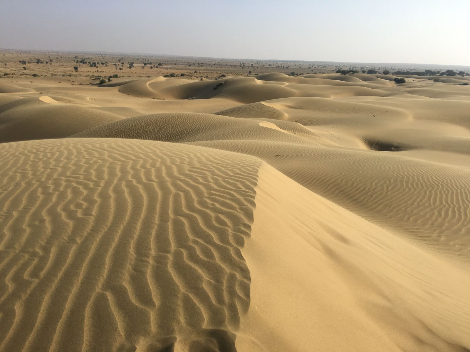 Wind-rippled golden sand dunes at Sam in the Thar Desert near Jaisalmer in low evening light