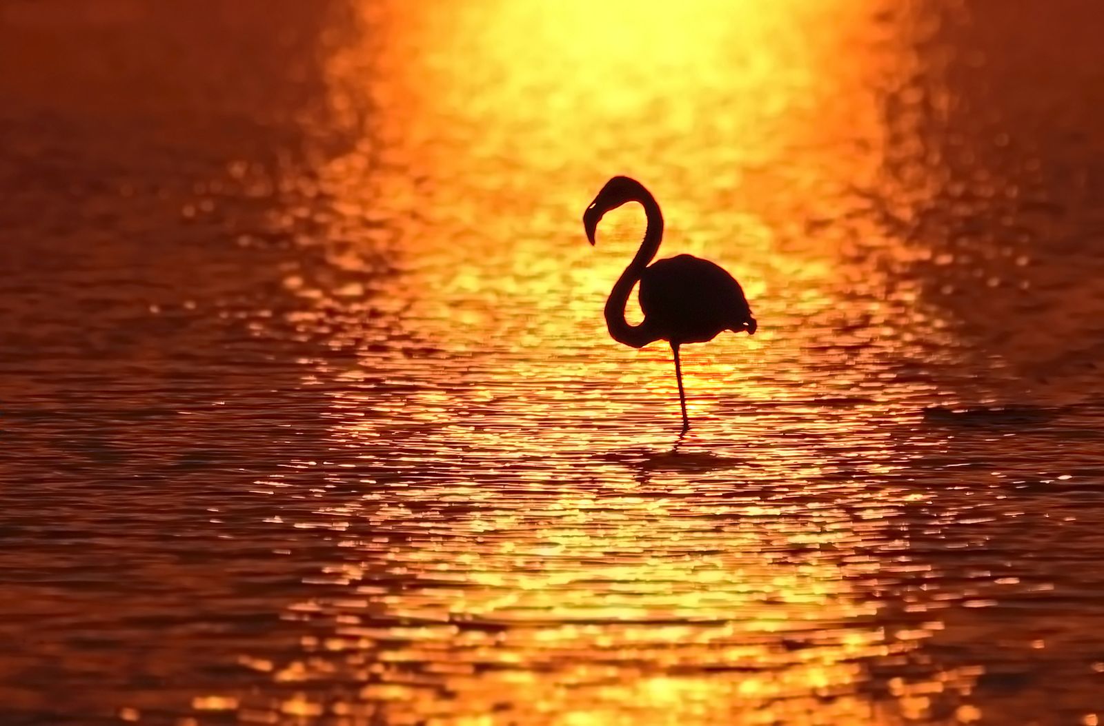 A lone greater flamingo on a lake at dusk getting ready to roost