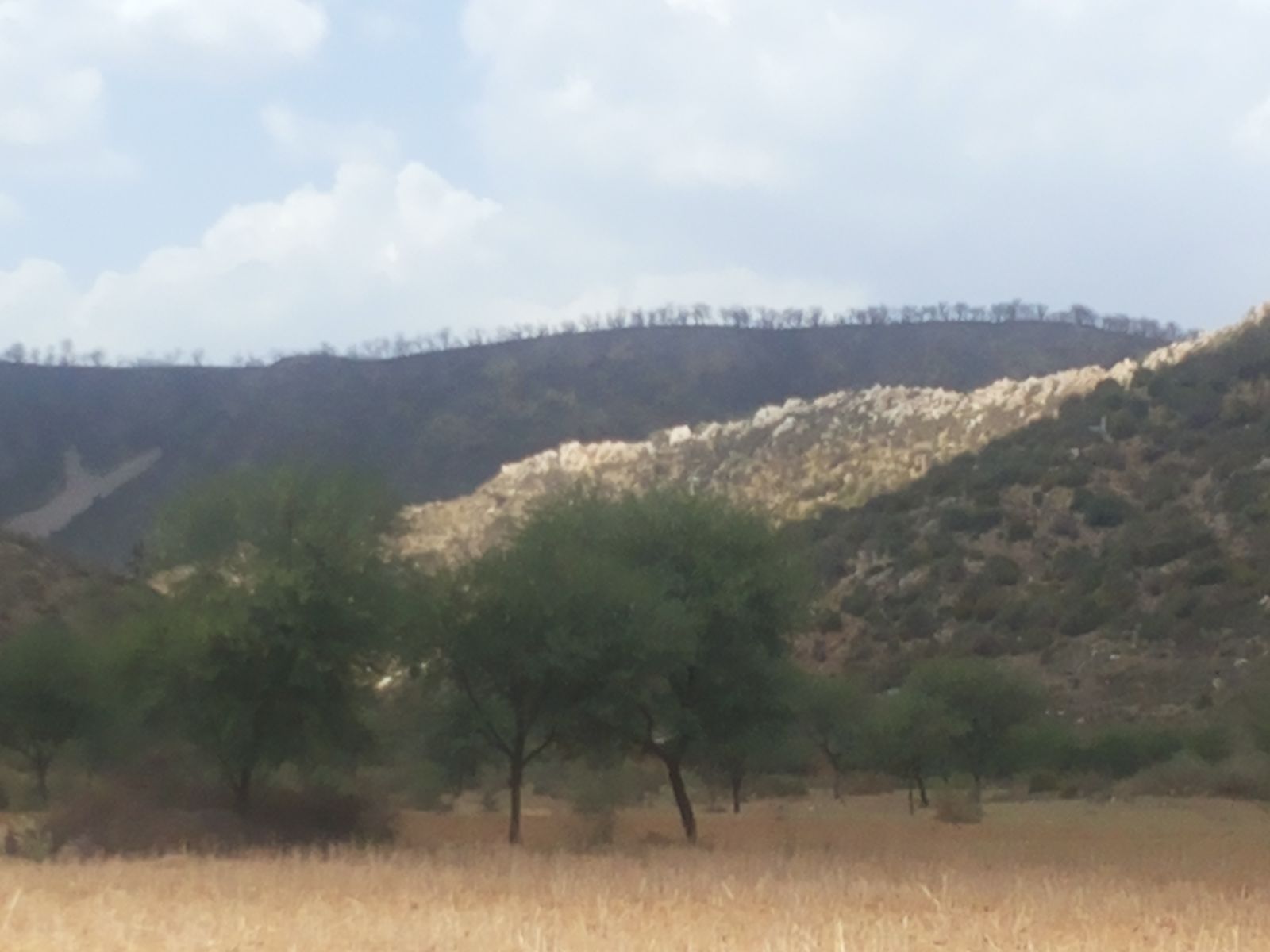Dry Aravalli hills and dhok forest stretching across Sariska Tiger Reserve in Alwar district