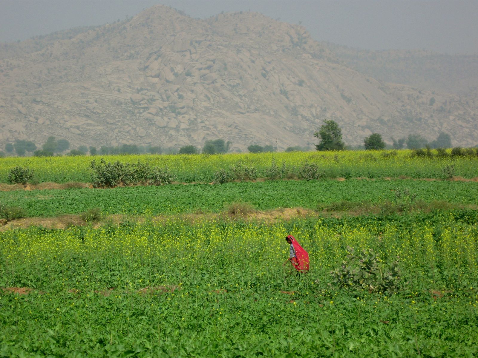 Fields of yellow mustard in flower in the Rajasthan countryside in winter