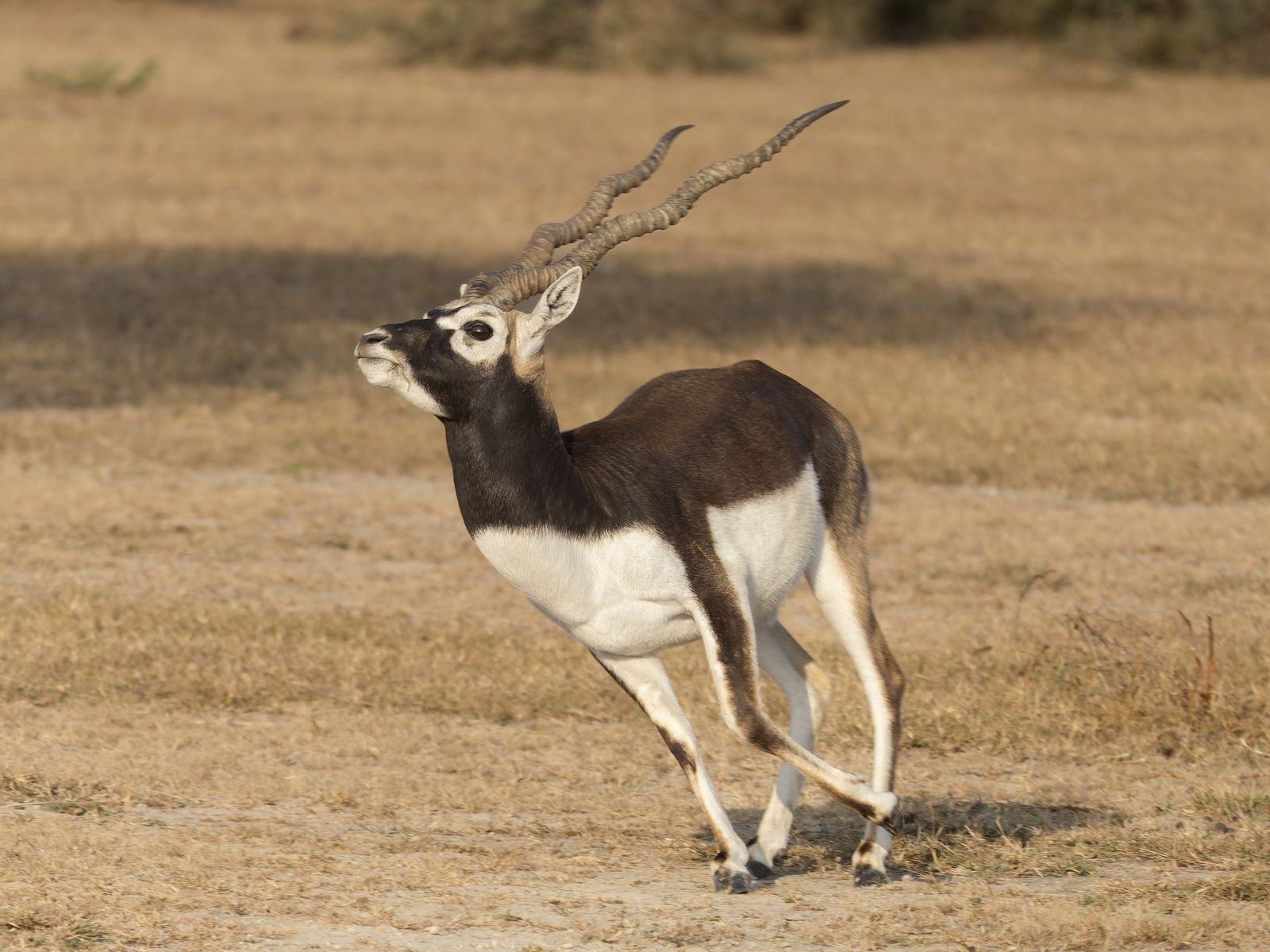A male blackbuck with long spiralled horns standing in the golden grass of Tal Chhapar sanctuary