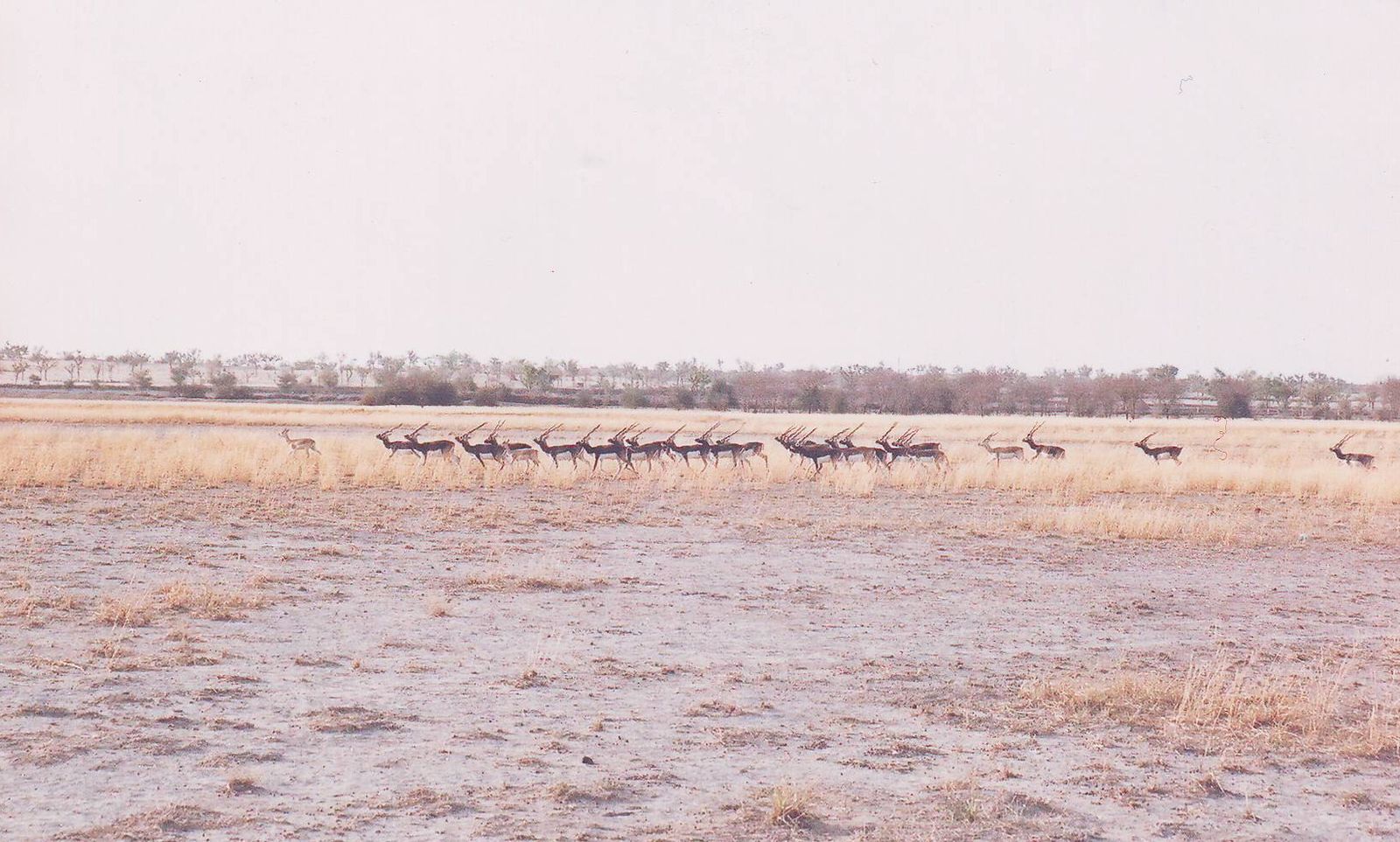 Open golden grassland with scattered khejri trees at Tal Chhapar sanctuary in Churu district