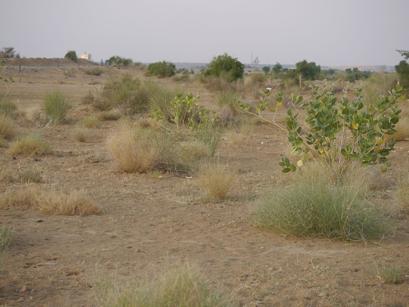 Open scrub country of the western Thar