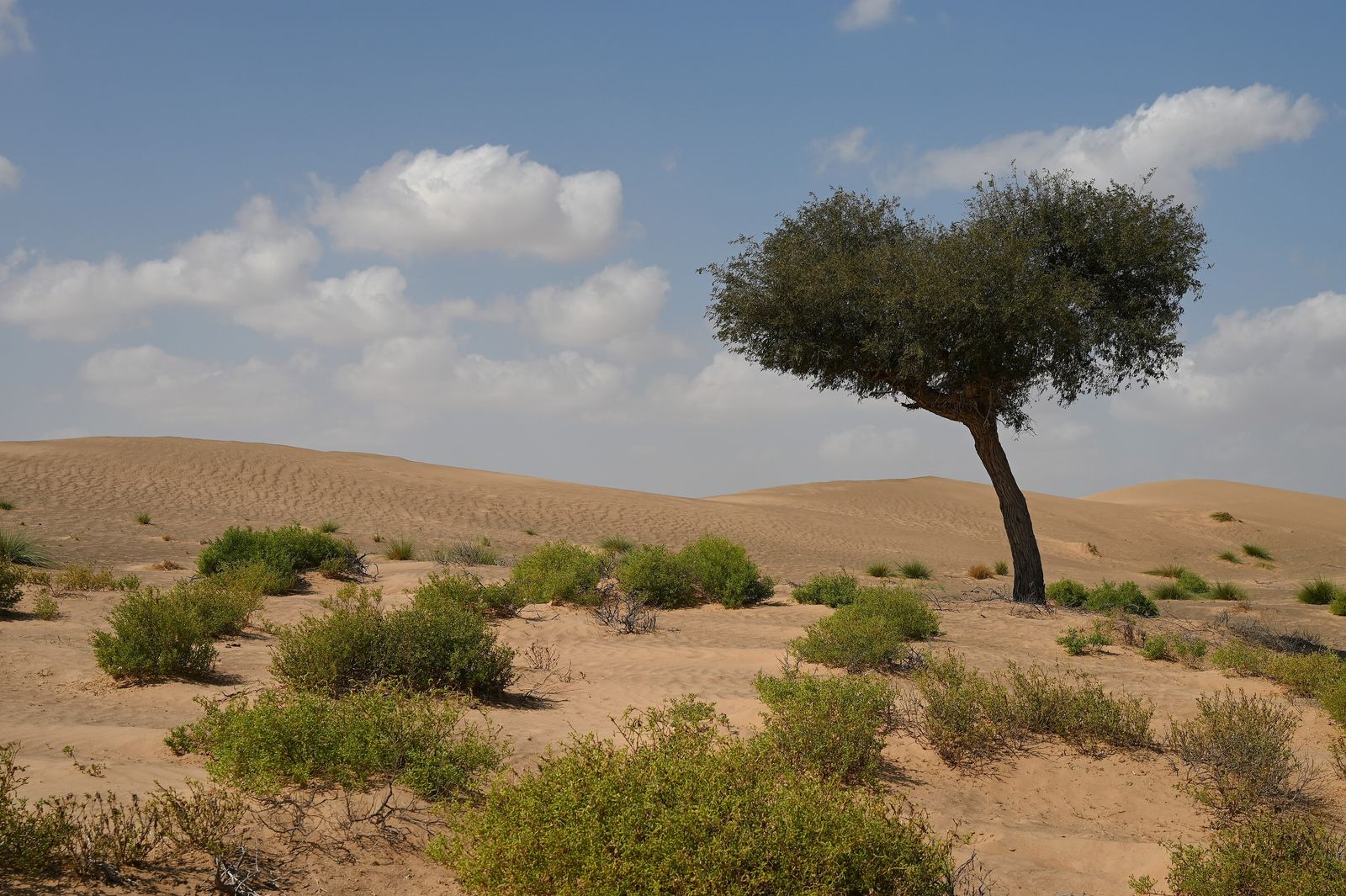 A khejri tree standing alone in the dry scrubland of the Thar desert